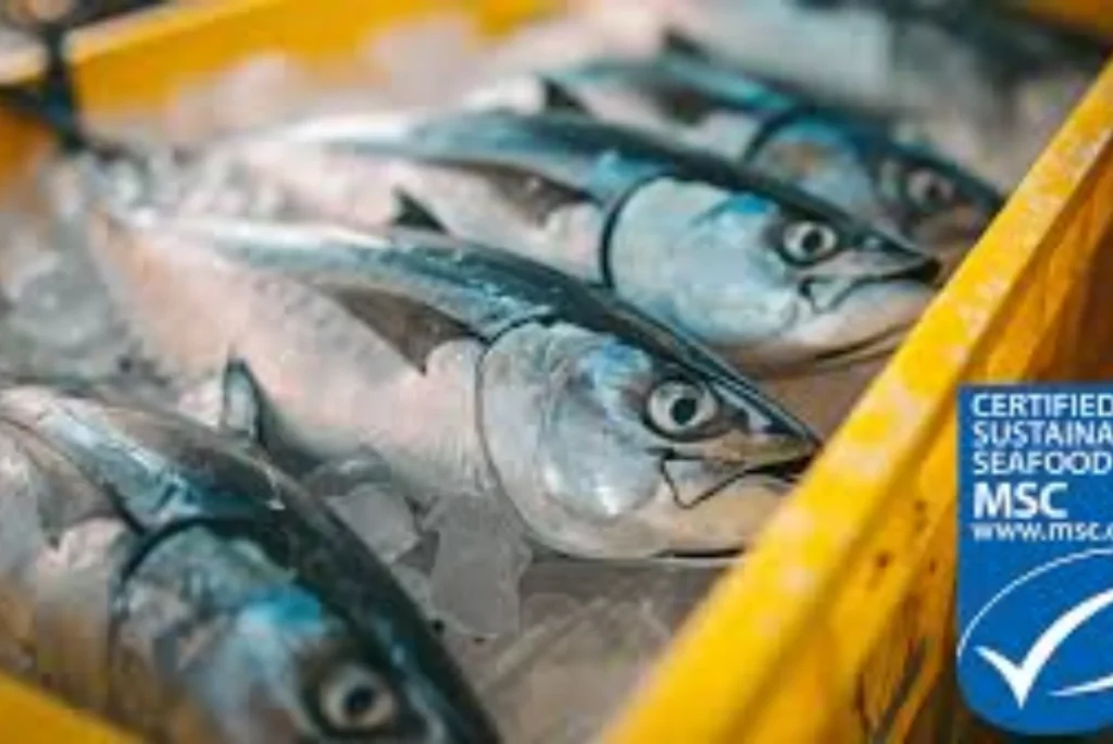 Tested and Approved Seafood From United Fish Dubai